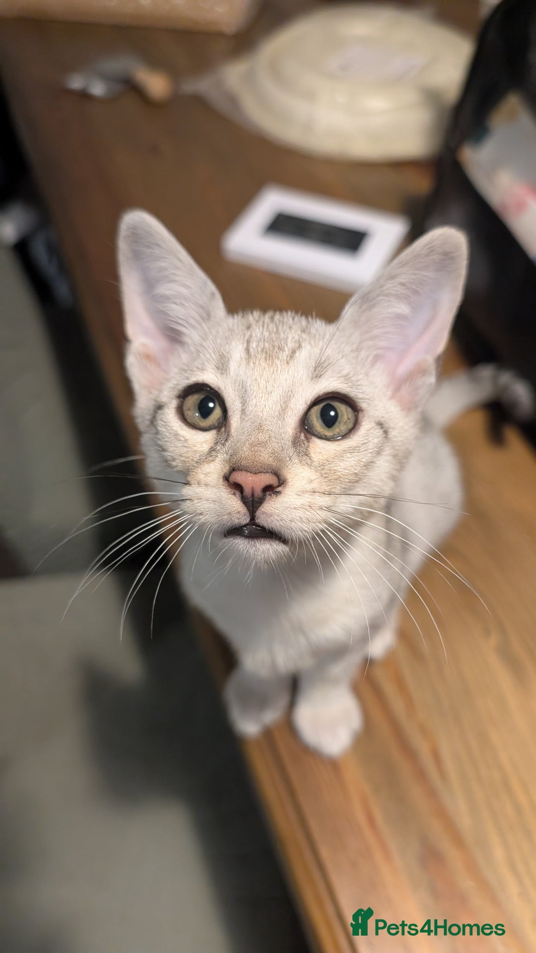 Savannah cats for sale: Savannah F6 kittens *Last one Left* - Image 15