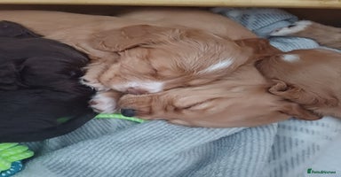 Cocker Spaniel dogs - Advert 11