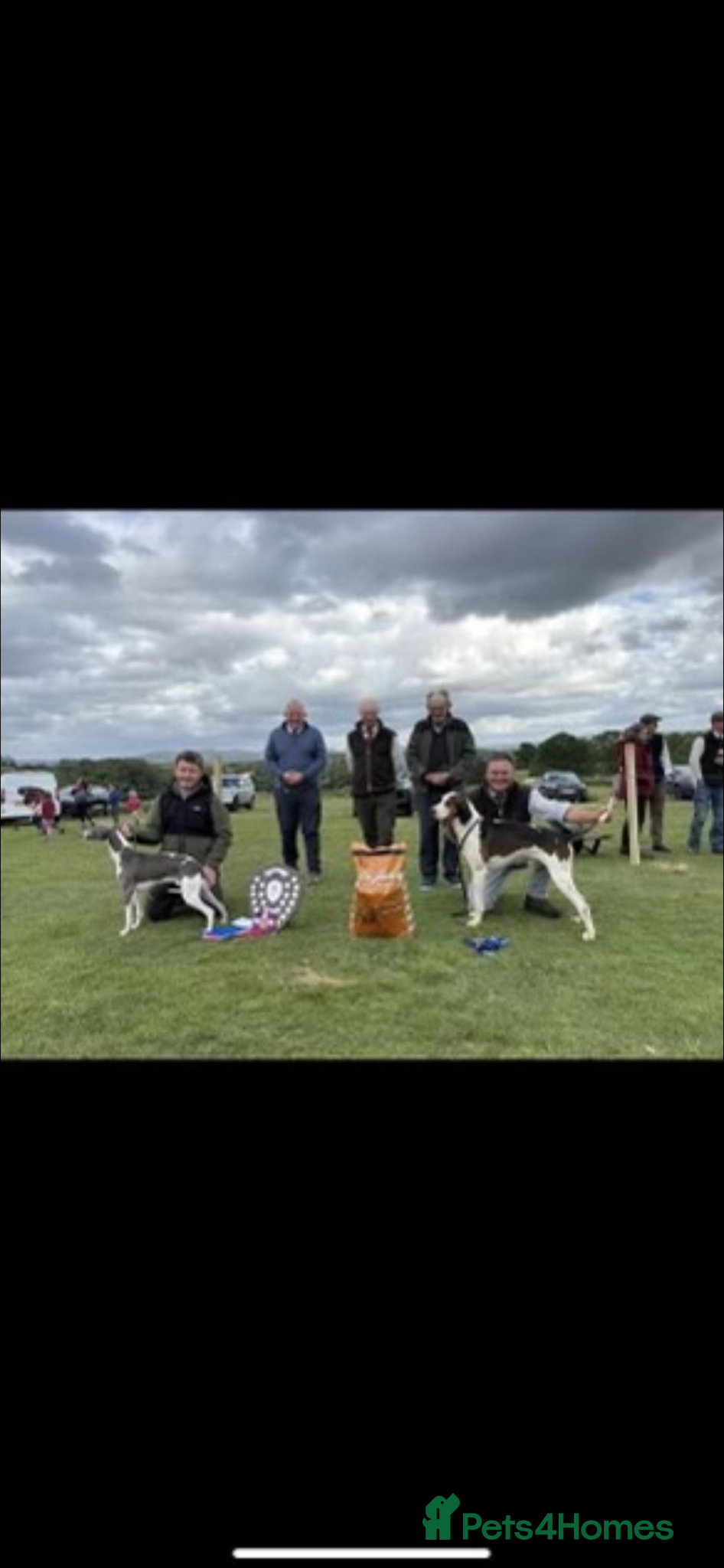 Whippet dogs for sale: Whippet puppies - Advert 7