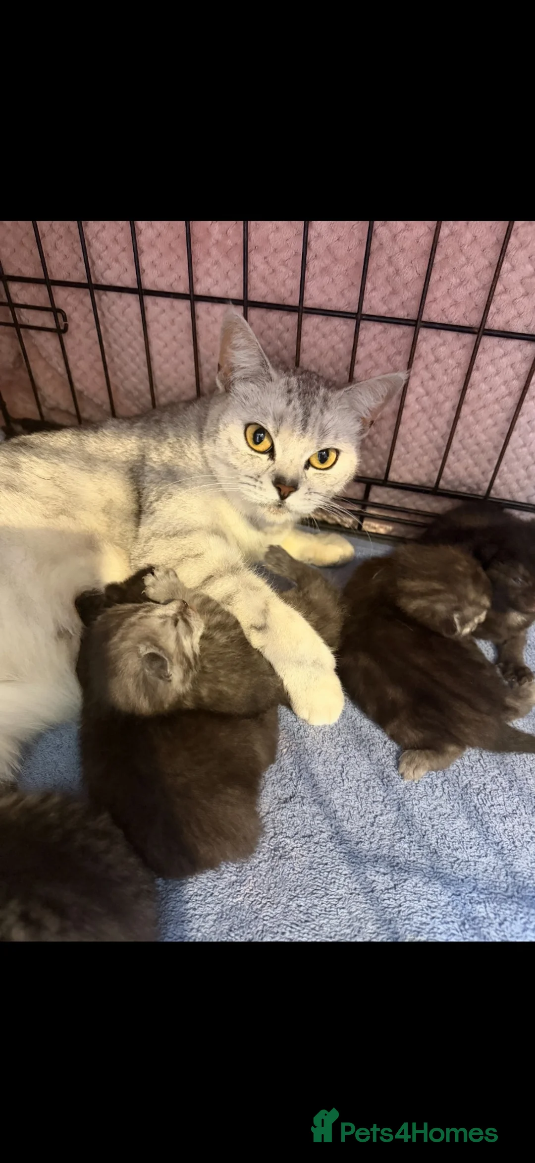 British Shorthair cats for sale: British shorthair cross  - Advert 1