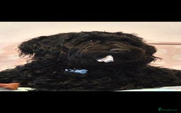 Doxiepoo dogs for sale: OZZY (daxiepoo) - Image 13