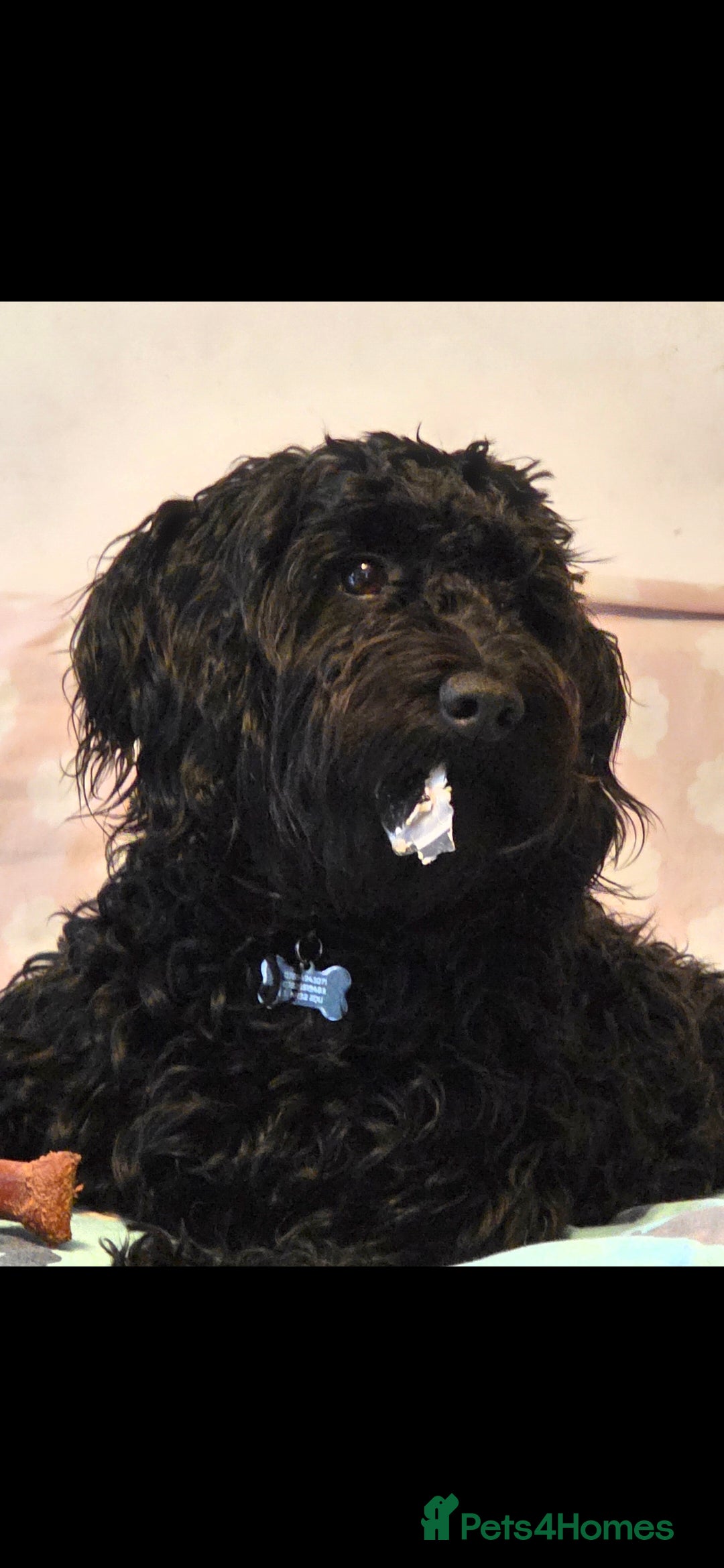Doxiepoo dogs for sale: OZZY (daxiepoo) - Image 13