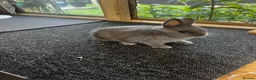 Netherland Dwarf rabbits for sale: Netherland dwarfs for sale  - Advert 6