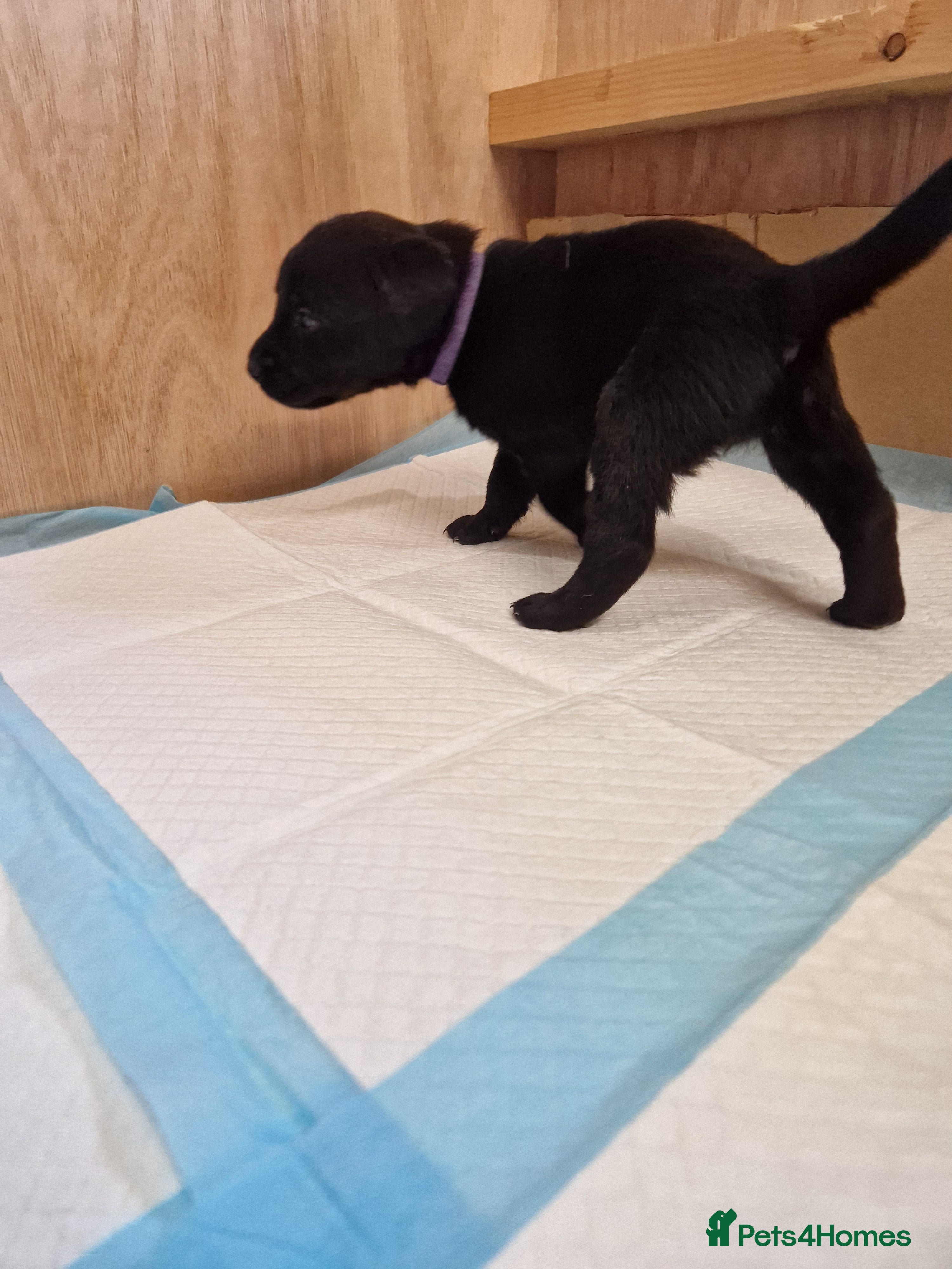 Labrador Retriever dogs Black Lab Pups INT FT Ch Sire Champion Bloodlines - Advert 2