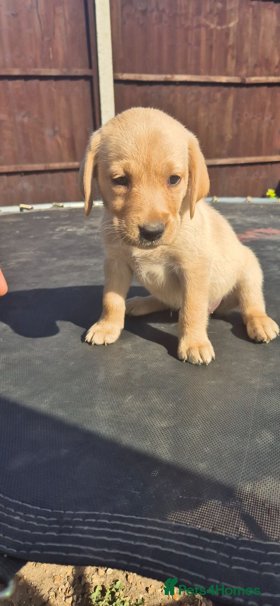 Labrador Retriever dogs Labrador puppies boys and girls  - Advert 14