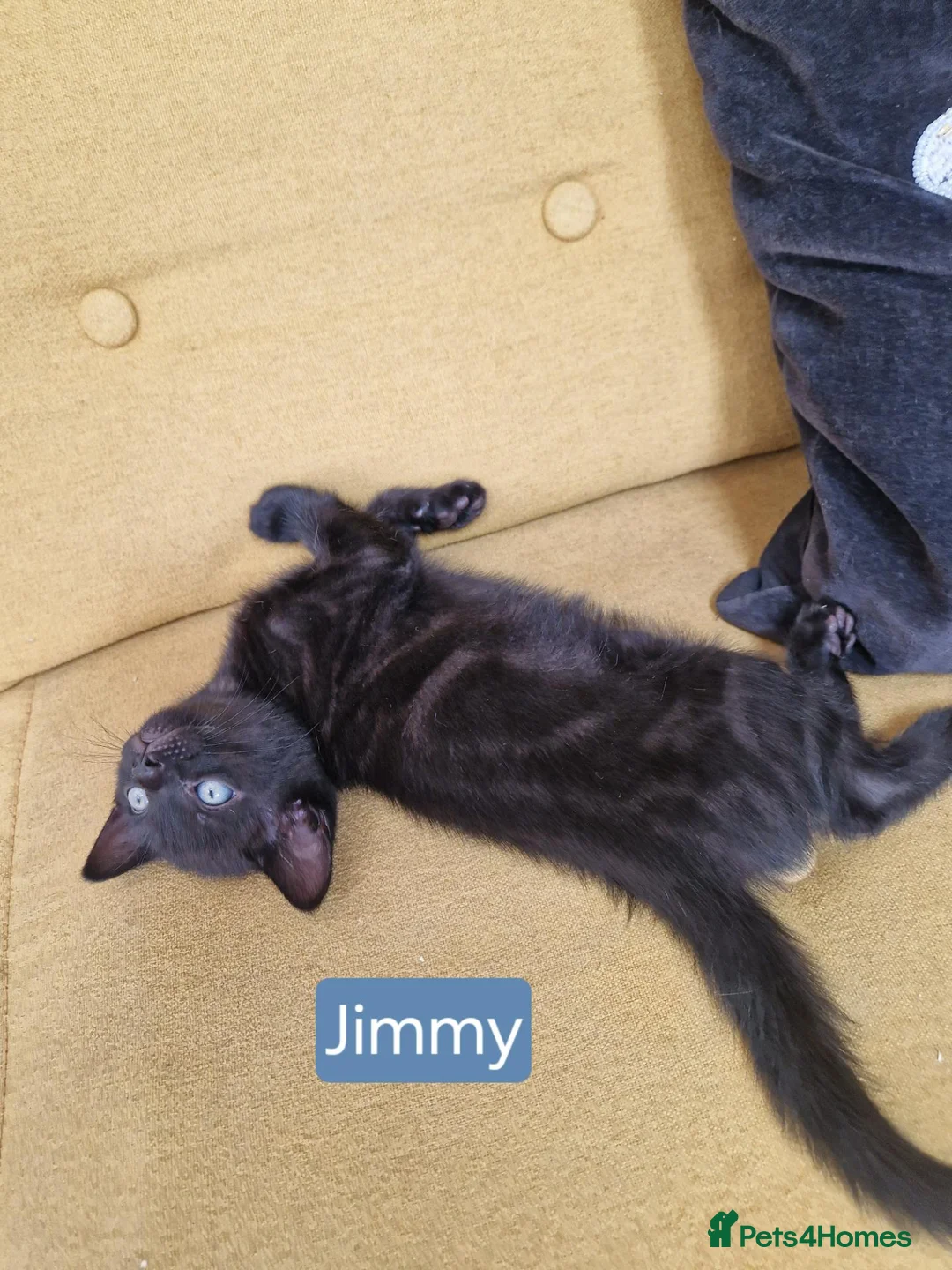 Mixed Breed cats for sale: Russian Blue & Bengal Cross kittens - Advert 2