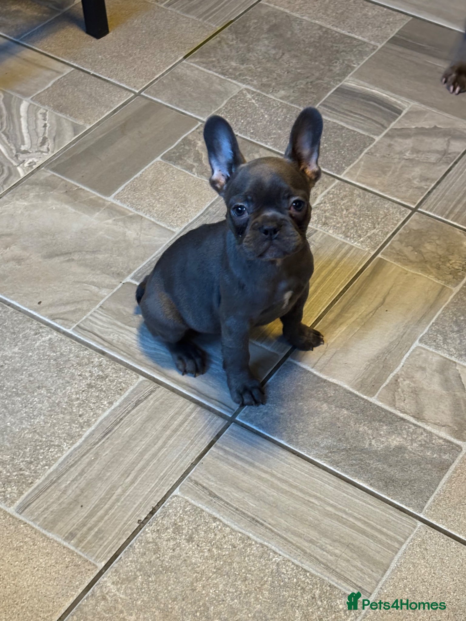 French Bulldog dogs French bulldog puppies  - Advert 5