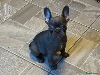 French Bulldog dogs French bulldog puppies - Advert 5
