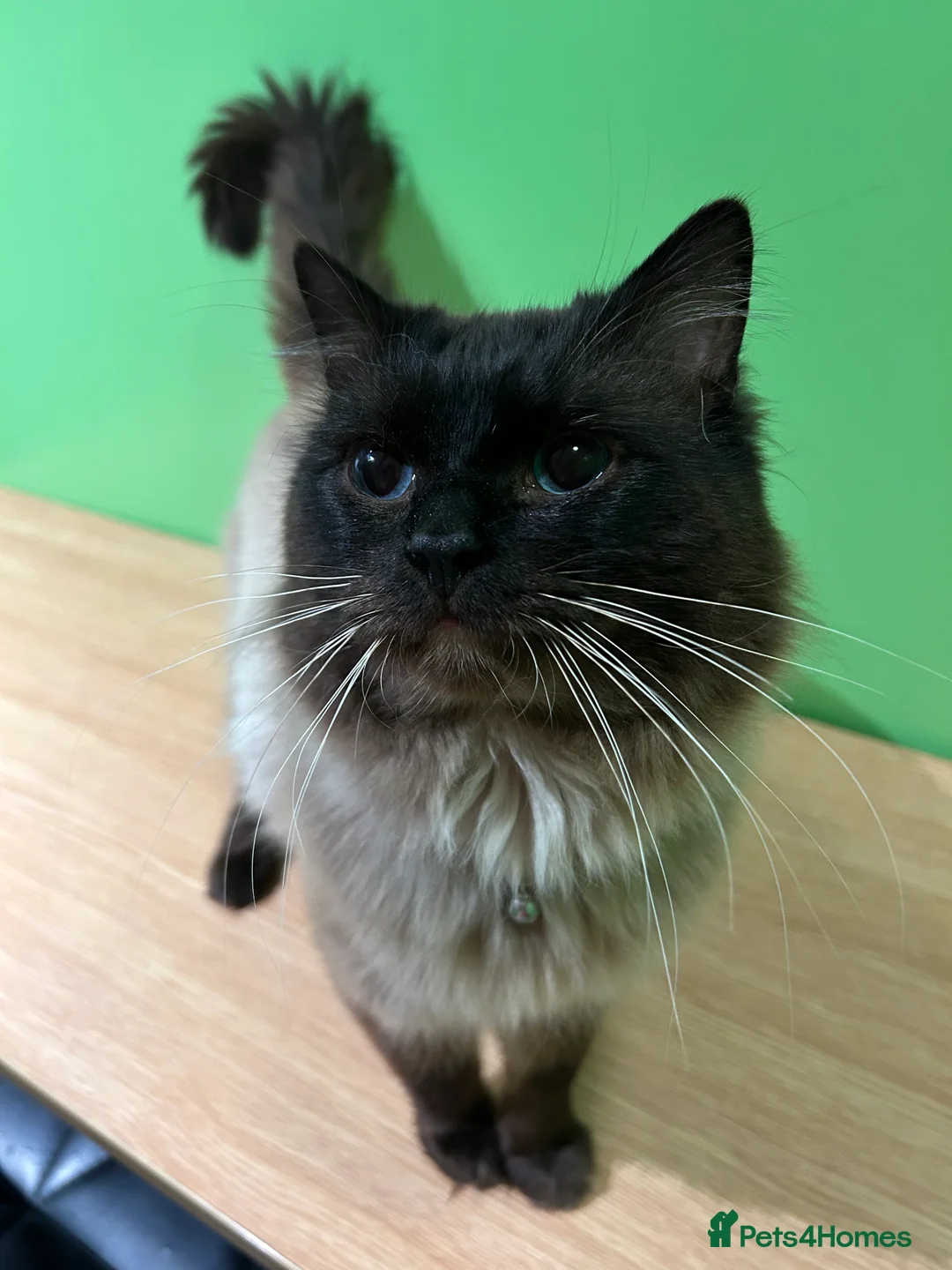 Ragdoll cats for stud: My beautiful PROVEN ragdoll for stud  in Cheltenham - Advert 2