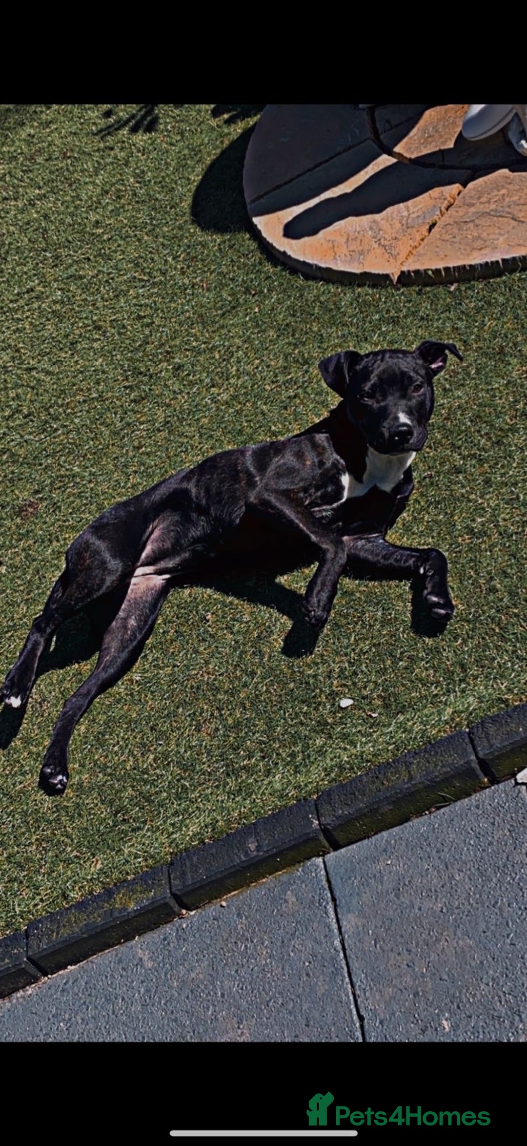 Staffordshire Bull Terrier dogs for sale: Maisie  - Advert 2