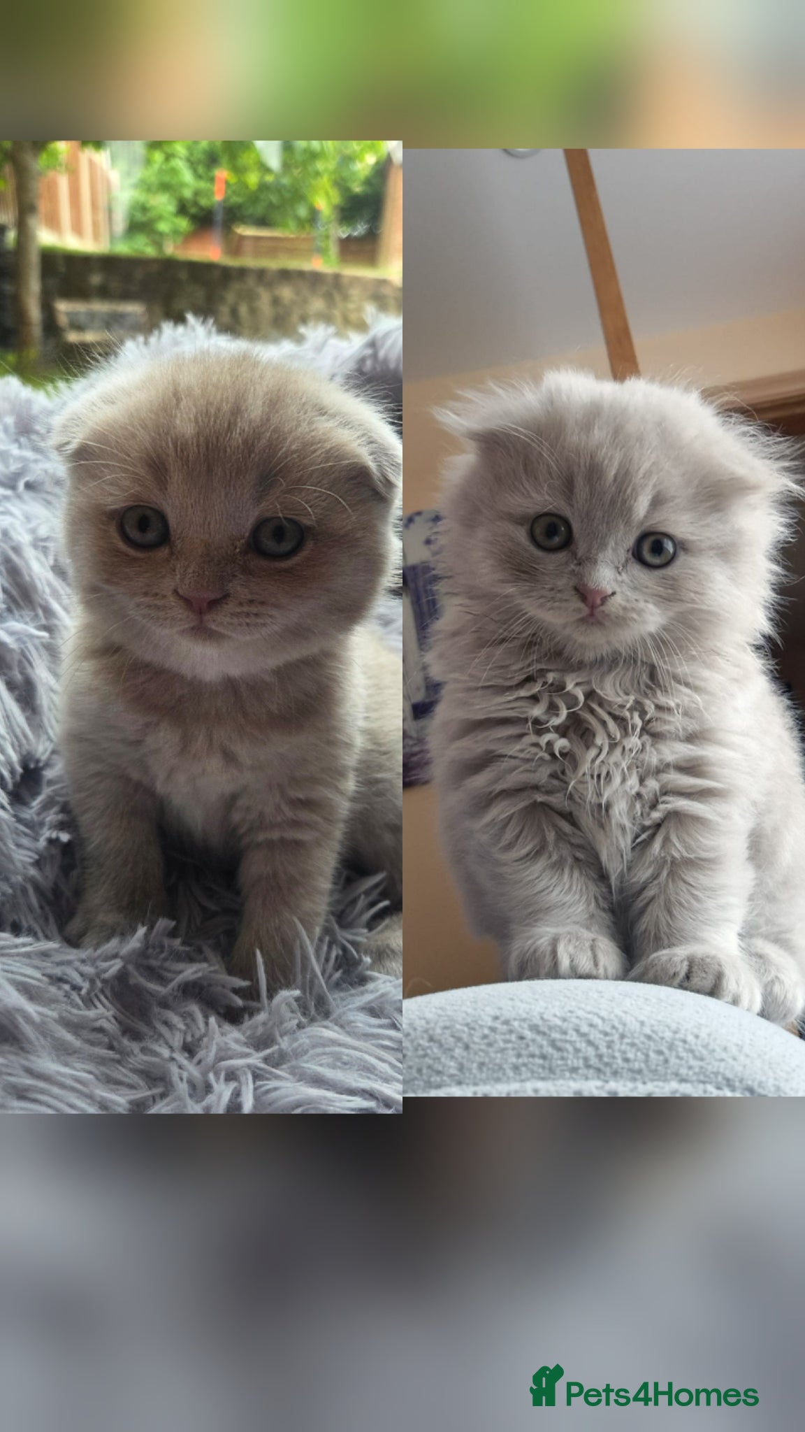 Scottish Fold cats Kittens Scottish lilac and blue fold fluffy boys - Advert 13