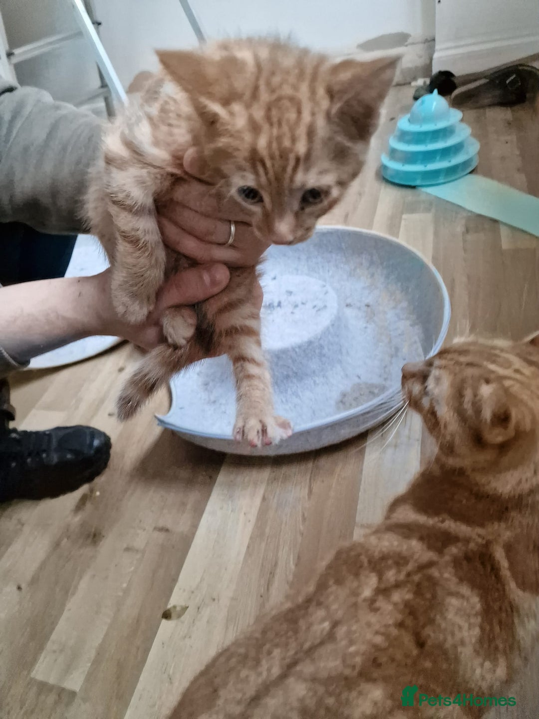 Mixed Breed cats for sale: Cute Ginger Boy ! - Advert 7