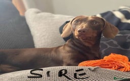 Miniature Dachshund dogs for sale: Quality Dachshund puppies - Image 25