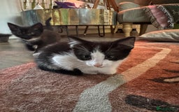Domestic Shorthair cats for sale: Adorable little litter ❤️ - Image 3