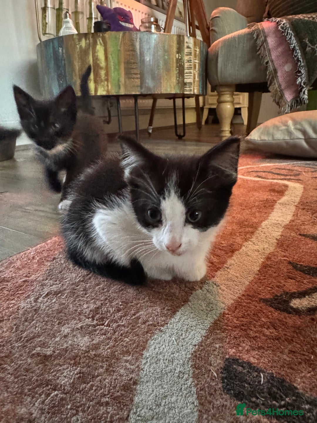 Domestic Shorthair cats for sale: Adorable little litter ❤️ - Image 3