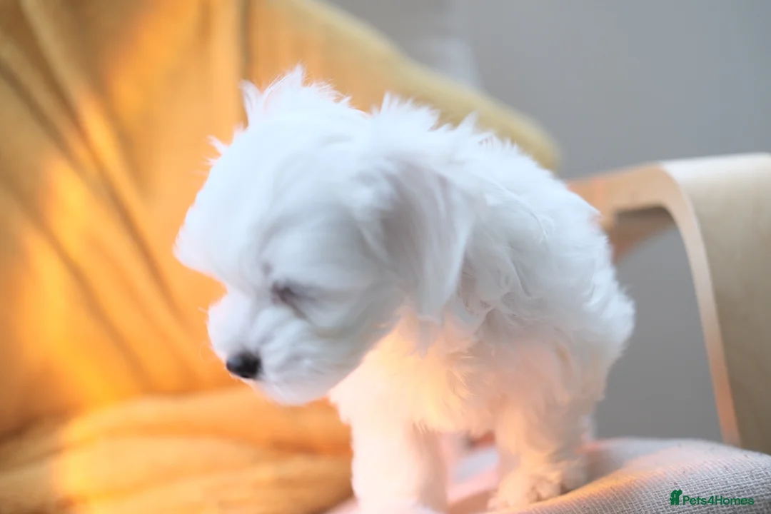 Maltese dogs for sale: Maltes puppy  - Advert 2