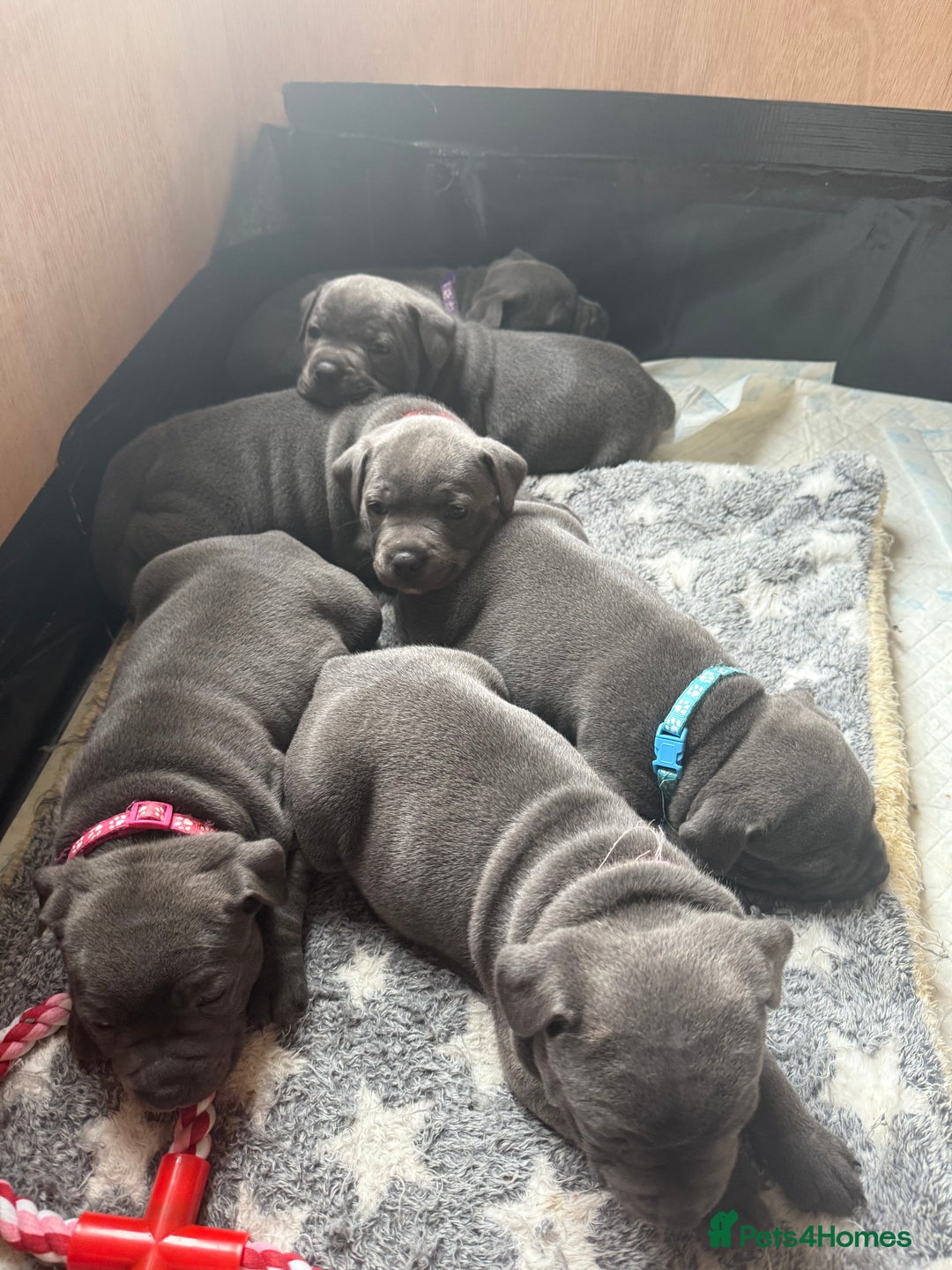 Staffordshire Bull Terrier dogs for sale: Staffordshire Bull Terrier Puppy purple  - Beautiful KC reg Blue Staffordshire bullterriers  - Image 14