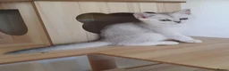 British Shorthair cats for sale: ✨British Shorthair Silver‑Shaded Chinchilla Kitten - Advert 17