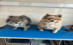 Pomeranian dogs for sale: 2 x pomeranians - Image 1