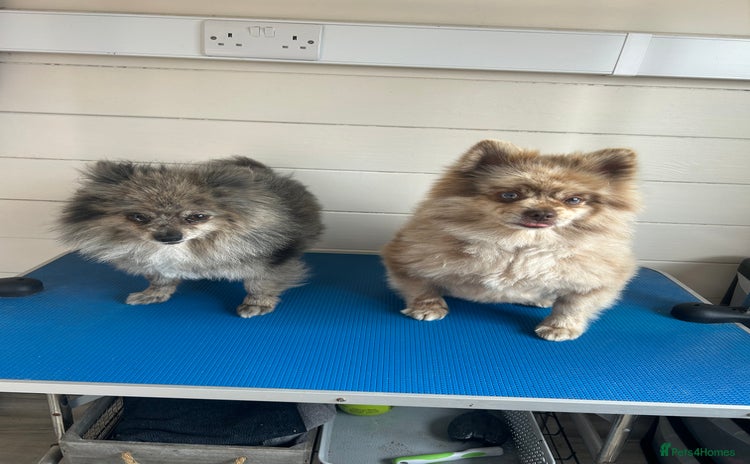 Pomeranian dogs - Advert 7