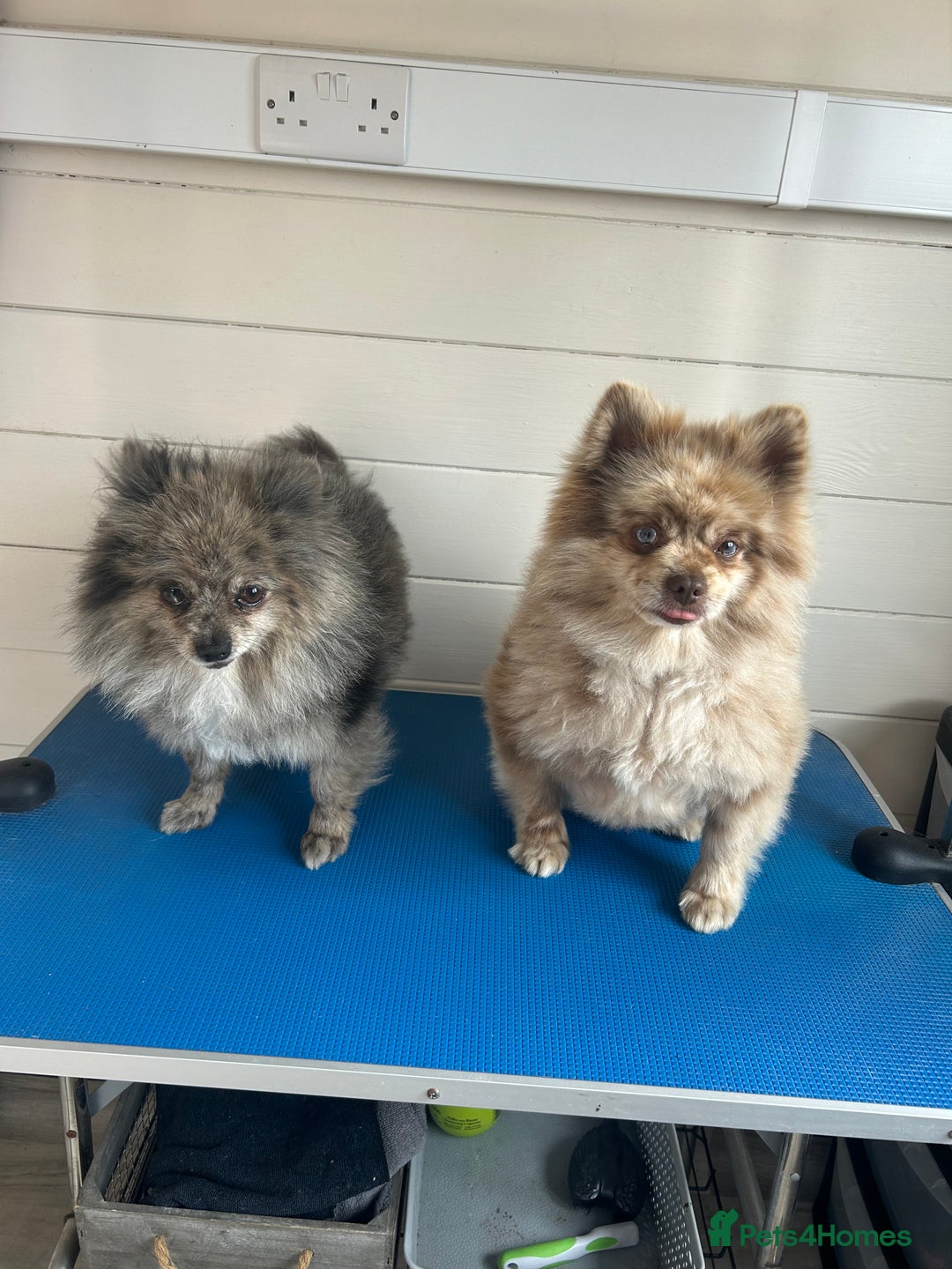 Pomeranian dogs for sale: 2 x pomeranians - Image 1