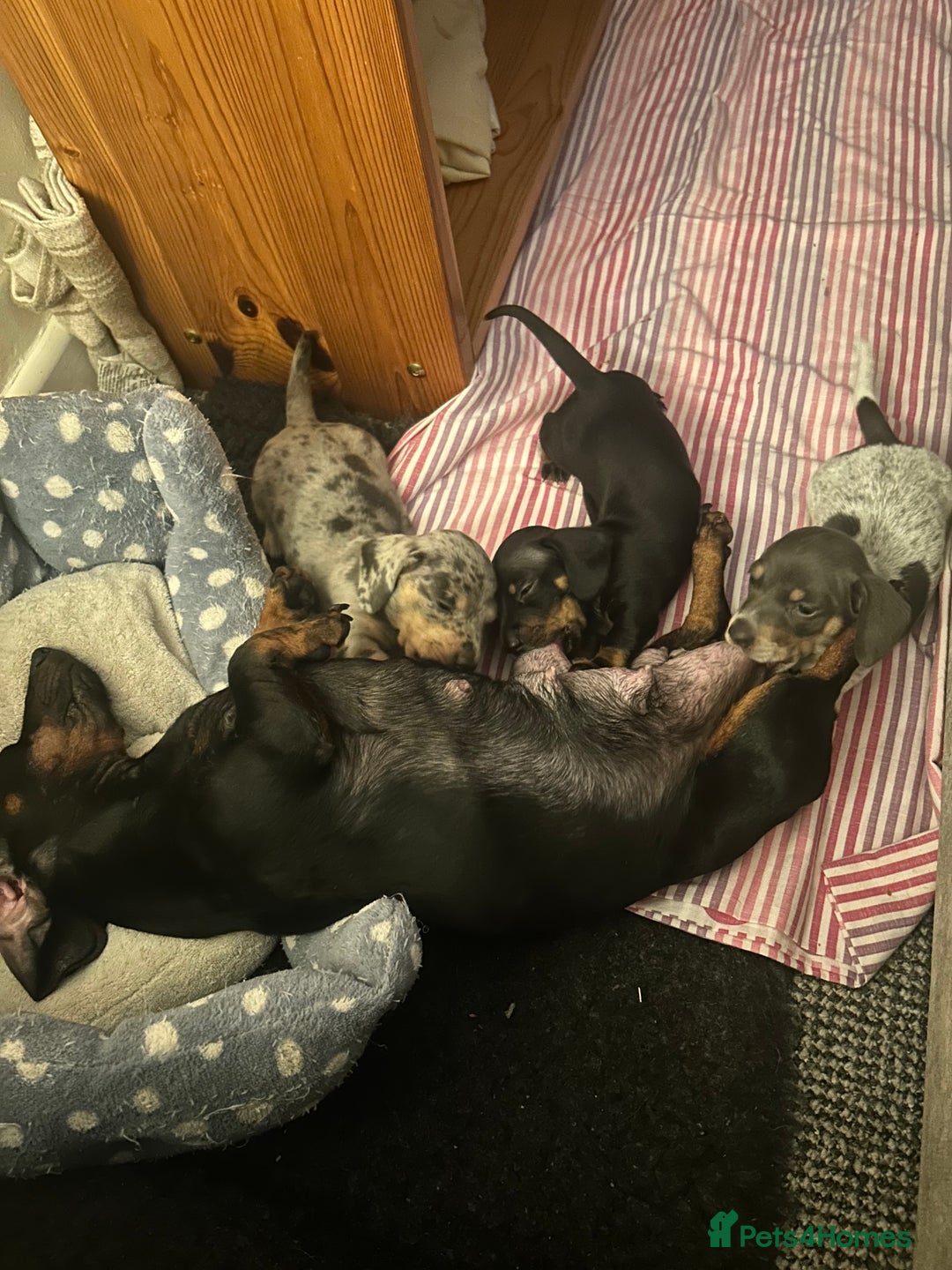 Miniature Dachshund dogs for sale: Stunning rare Miniature Dachshunds - Image 13