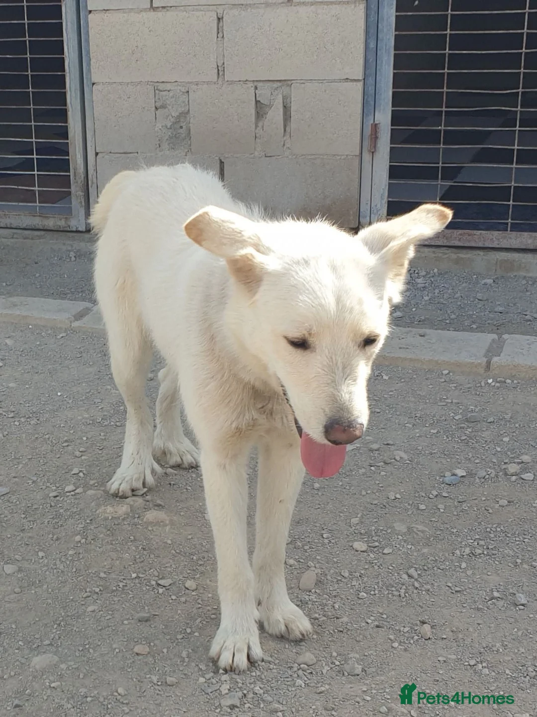 Mixed Breed dogs for adoption: Lucia - a puppy gentle but timid  in Weymouth - Advert 2