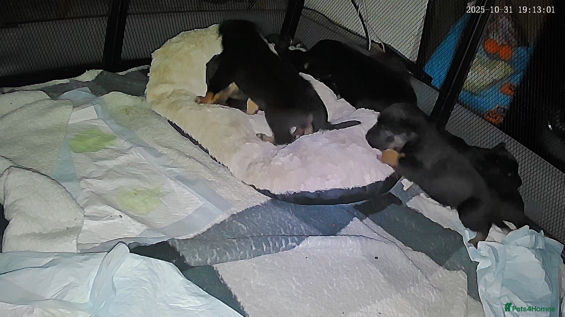 Mixed Breed dogs Rottweiler mixed  puppies - Advert 5