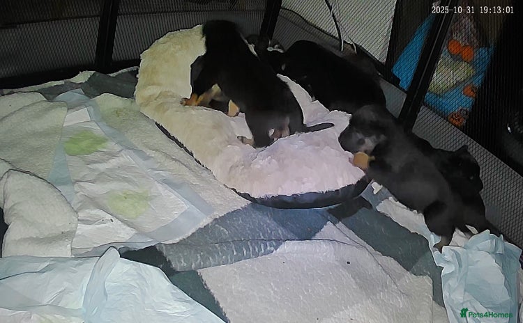 Mixed Breed dogs - Advert 10