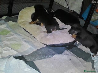 Mixed Breed dogs Rottweiler puppies - Advert 9