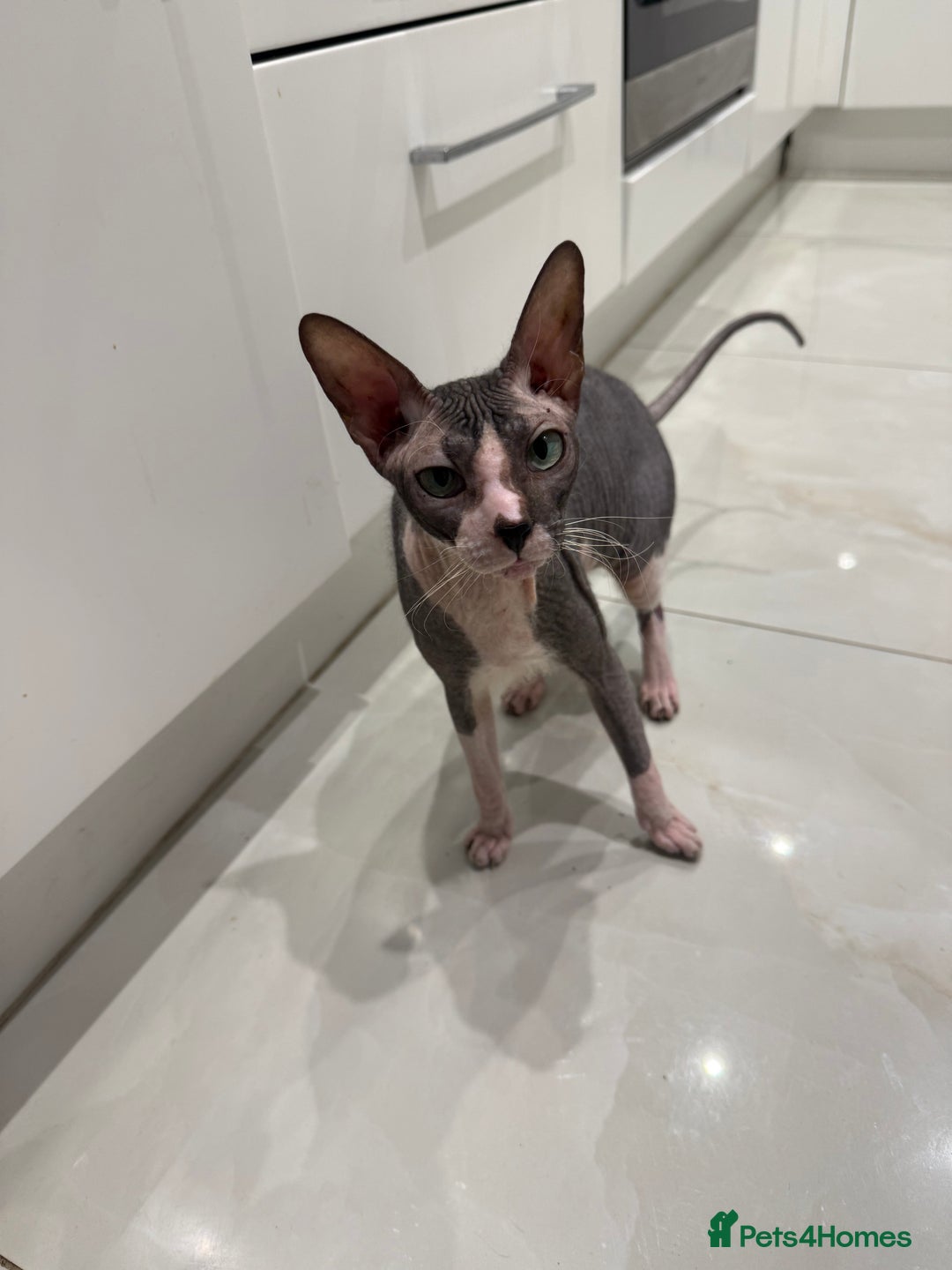 British Shorthair cats for sale: British shorthair and sphinx  - Advert 4