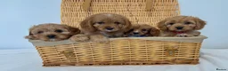 Cavapoo dogs for sale: Stunning F1 Toy Cavapoos, health tested parents  - Advert 2