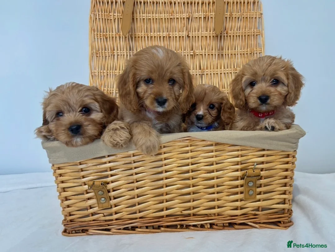 Cavapoo dogs for sale: Stunning F1 Toy Cavapoos, health tested parents  - Advert 2
