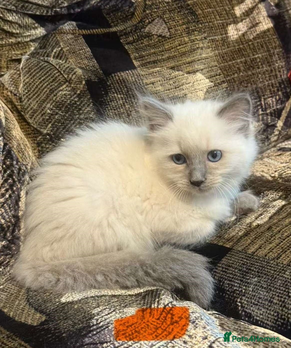 Ragdoll cats Impressive Beautiful Ragdoll Kittens Available - Advert 3