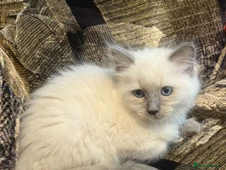 Ragdoll cats Impressive Beautiful Ragdoll Kittens Available - Advert 3