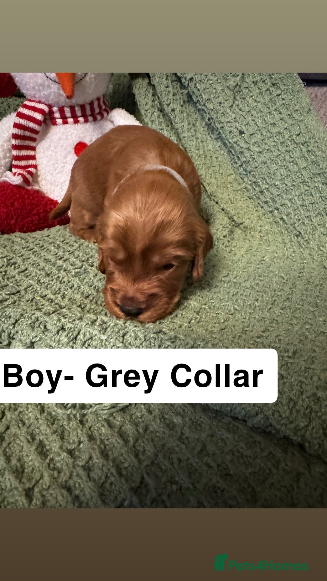 Cockapoo dogs for sale: F2 Cockapoo pups - Advert 35