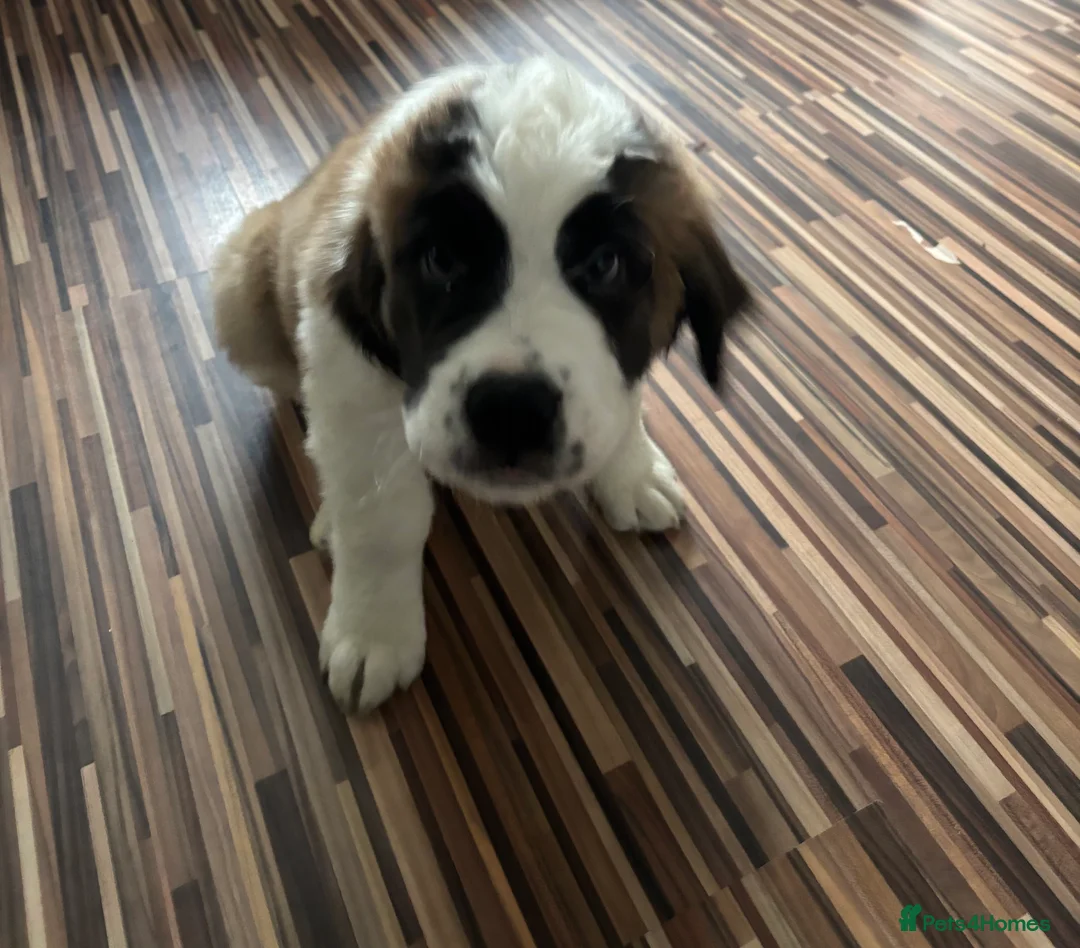 Saint Bernard dogs for sale: Beautiful Saint Bernard puppy - Advert 4