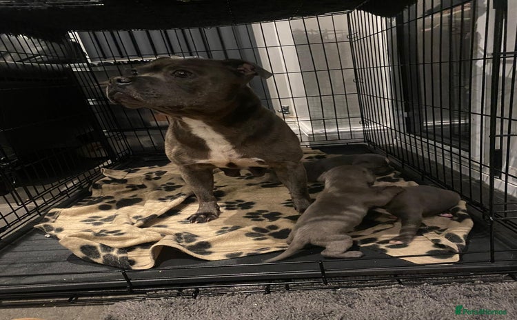 Staffordshire Bull Terrier dogs - Advert 1