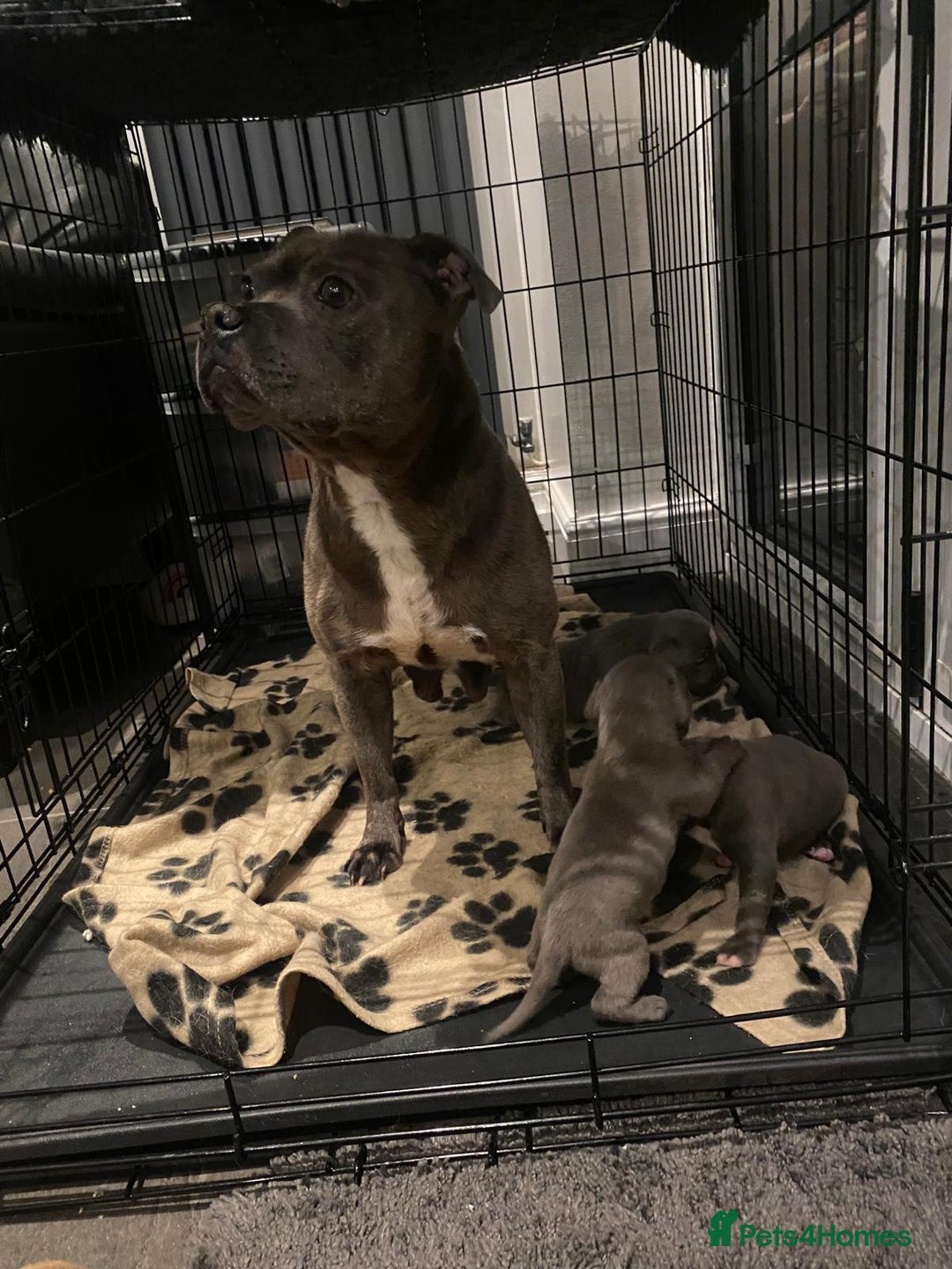 Staffordshire Bull Terrier dogs for sale: Blue staffie pupz - Image 1