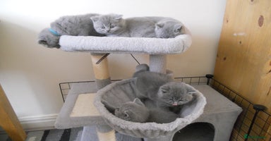 British Shorthair cats - Advert 3