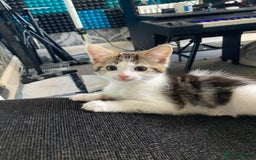 European cats for sale: 4 Cute & Cuddly Kittens Ready For Forever Home - Image 5