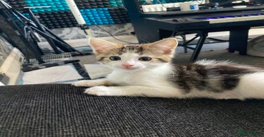 European cats - Advert 13