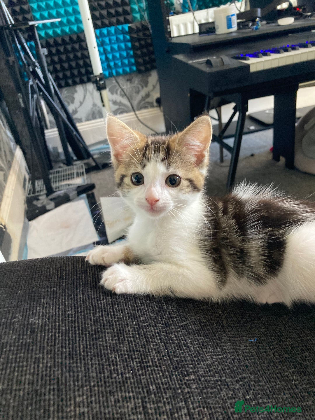 European cats for sale: 4 Cute & Cuddly Kittens Ready For Forever Home - Image 5