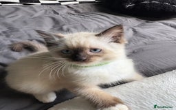 Ragdoll cats for sale: 2 beautiful ragdolls left  - Image 3