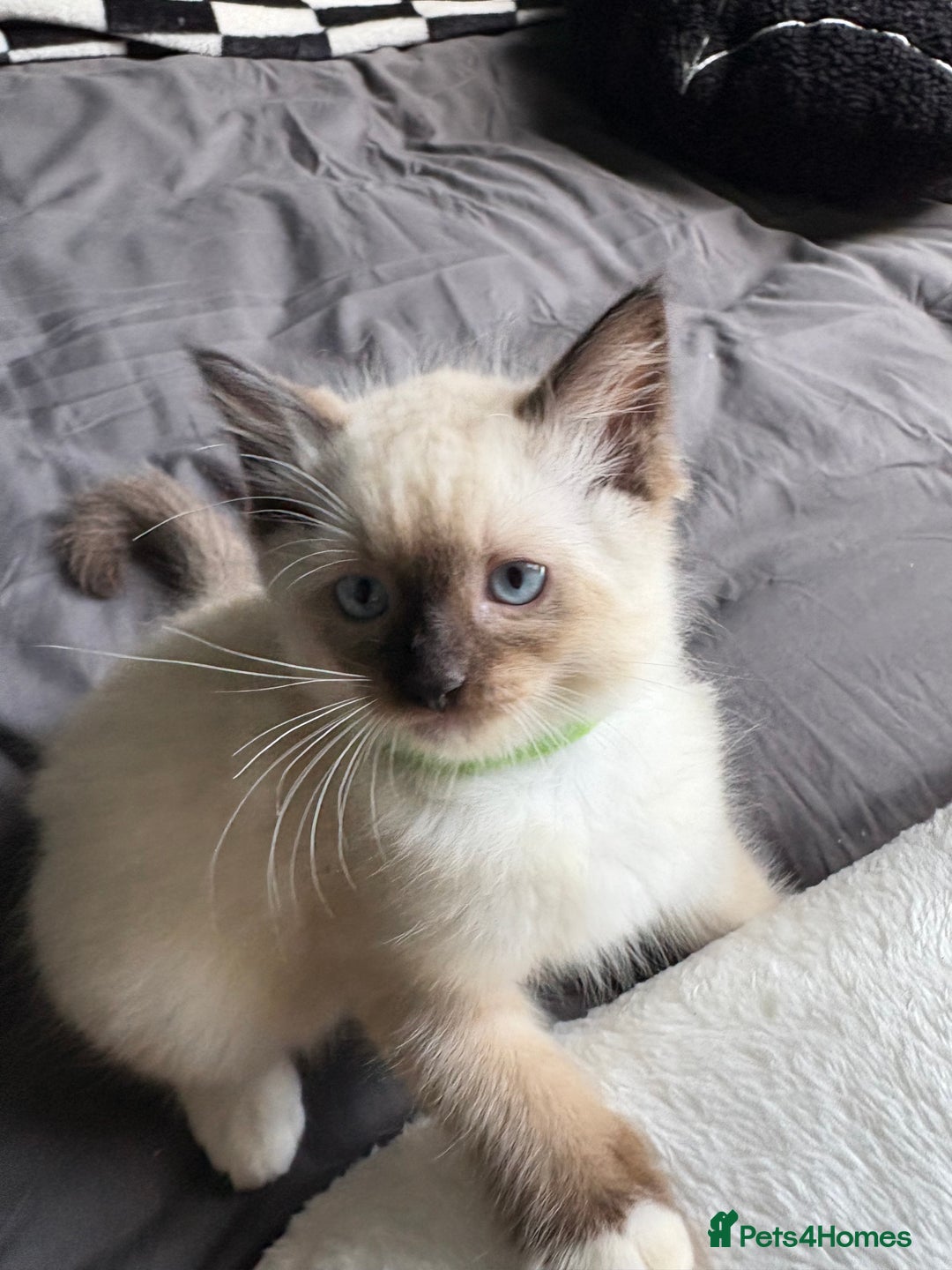 Ragdoll cats for sale: 2 beautiful ragdolls left  - Image 3
