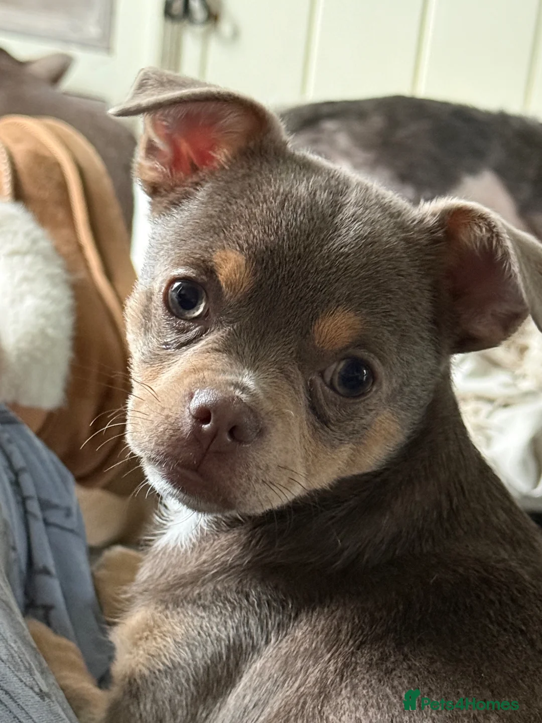 Chihuahua dogs for sale: 1 Exquisite lilac and tan chihuahua puppy in Preston - Advert 1