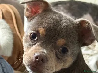 Chihuahua dogs 1 Exquisite lilac and tan chihuahua puppy - Advert 17