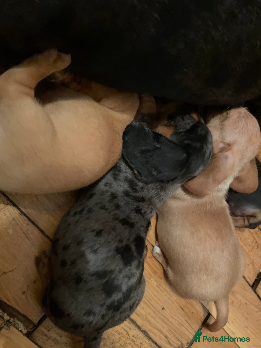 Miniature Dachshund dogs for sale: Miniature dachshund puppies - Image 12