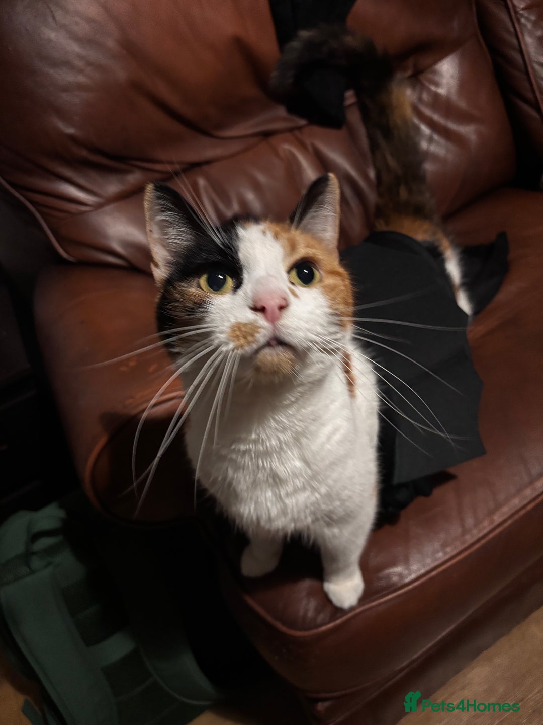 British Shorthair cats for sale: Female Calico - Advert 1