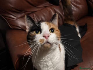 British Shorthair cats Female Calico - Advert 10